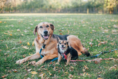 Brianne Photography - Dog Session